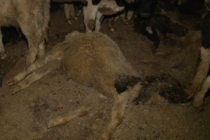 Погибший теленок. Фото со страницы Анастасии Байдраковой