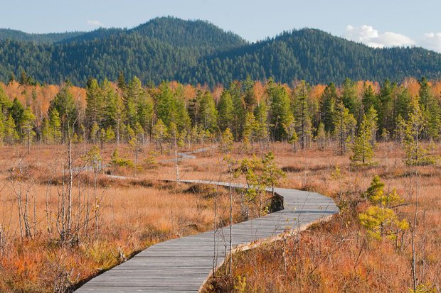 Фото с сайта www.baikal-zapovednik.ru Фото с сайта www.baikal-zapovednik.ru