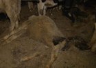 Погибший теленок. Фото со страницы в Facebook Анастасии Байдраковой