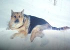 Пропавшая собака. Фото предоставлено пресс-службой ГУ МВД России по Иркутской области