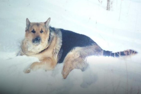 Пропавшая собака. Фото предоставлено пресс-службой ГУ МВД России по Иркутской области