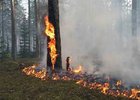 Лесной пожар в Красноярском крае. Фото с сайта krasrab.net