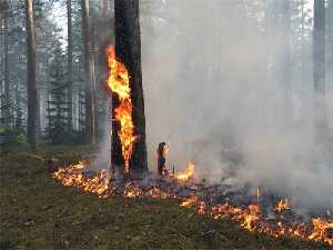 Лесной пожар в Красноярском крае. Фото с сайта krasrab.net