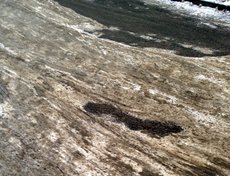 Во дворе между домами 21 и 15а по улице Терешковой. Фото Венеры