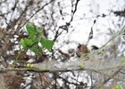 Деревья, пораженные горностаевой молью. Фото IRK.ru