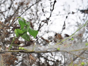 Деревья, пораженные горностаевой молью. Фото IRK.ru