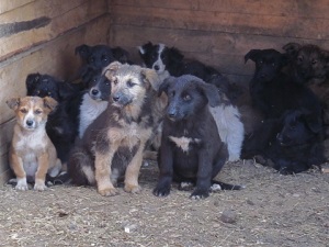 Собаки. Фото пресс-службы администрации Иркутска
