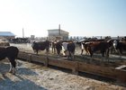 В скотоводческом хозяйстве. Фото с сайта irkobl.ru