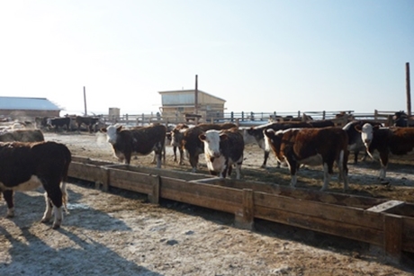 В скотоводческом хозяйстве. Фото с сайта irkobl.ru