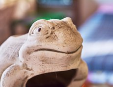 Эту лягушку Елене привезла ее подруга-путешественница из Перу.