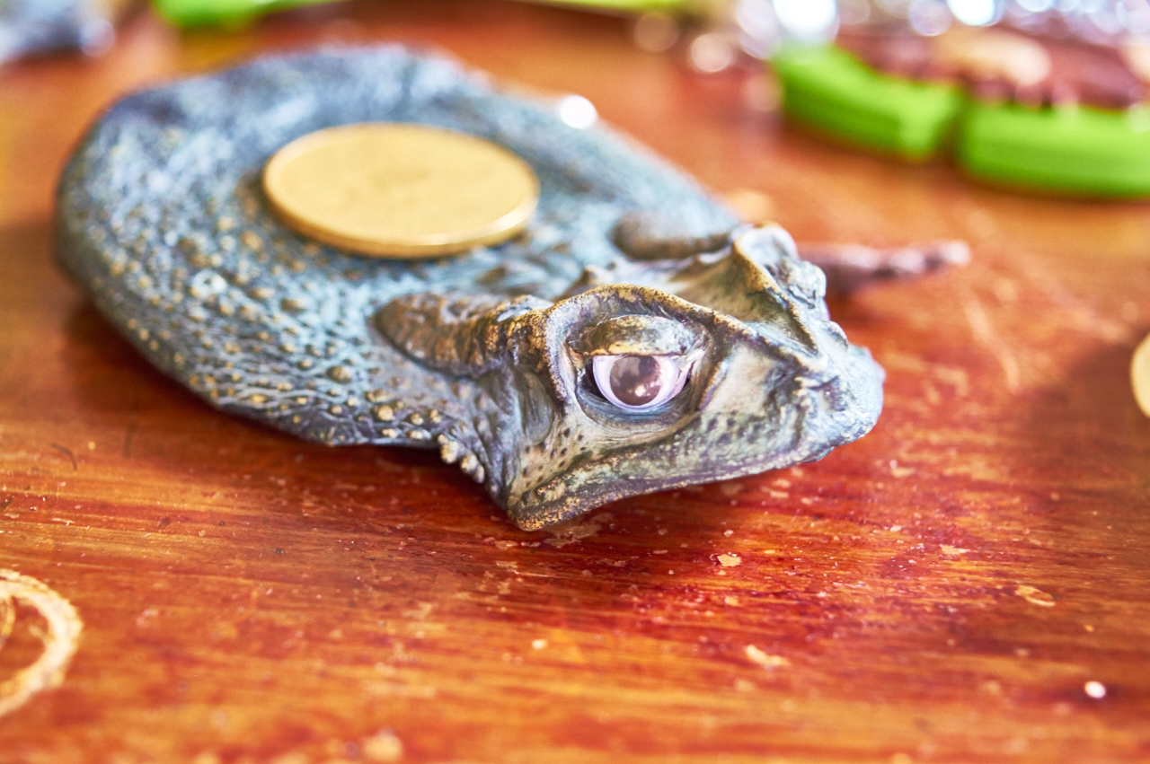 Кошелек из кожи настоящей лягушки. Сшит на Бали.