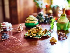 Иркутянка Елена Суханова собирает лягушек уже более десяти лет.