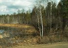 Лес. Фото ИА «Иркутск онлайн»
