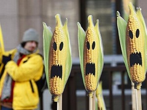 Акция «Гринпис» против разрешения на выращивание гмо-продукции. Фото с сайта ru.reuters.com