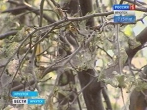 Поврежденное дерево. Фото Вести-Иркутск
