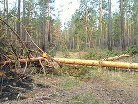 Иркутский лес. Фото АС Байкал ТВ.