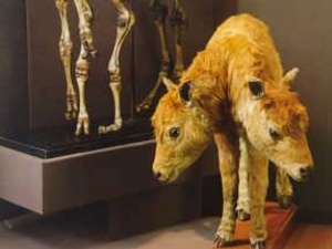 Экспонат из Кунсткамеры. Фото с сайта музея.