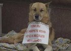 Бездомный пес. Фото АС Байкал ТВ.