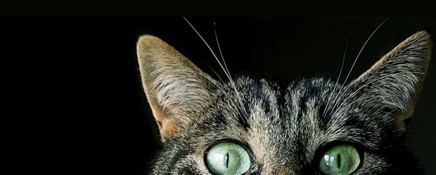 Афиша на выходные: выставка котиков и ещё пять причин выйти из дома