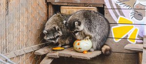 Как провести выходные: обзор афиши Иркутска с 8 по 11 мая
