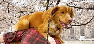 Кинопремьеры октября: «Глазами собаки» и «Папины дочки. Мама вернулась»