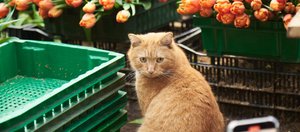 Где работают иркутские котики?