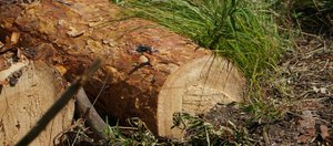 «Рубить нельзя оставить»: что происходит с законопроектом о сплошных рубках на Байкале