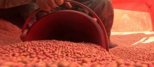 Новая царица полей. Аграрии Иркутской области сделали ставку на сою – и пока выигрывают