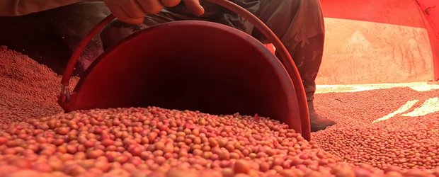 Новая царица полей. Аграрии Иркутской области сделали ставку на сою – и пока выигрывают