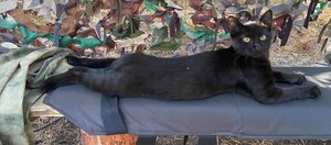 Друзья на передовой:  как животные спасают, оберегают и радуют бойцов в зоне СВО