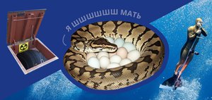 События недели: беременная змея, фейки про отправку в Иран и бункер на случай апокалипсиса