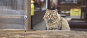 Ностальгия по 2016-му: новый тренд соцсетей добрался до Иркутска