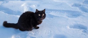 События недели: свои на Олимпийских играх, обрушение потолка и спасение кота