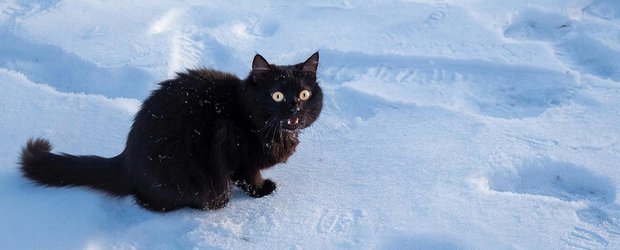 События недели: свои на Олимпийских играх, обрушение потолка и спасение кота