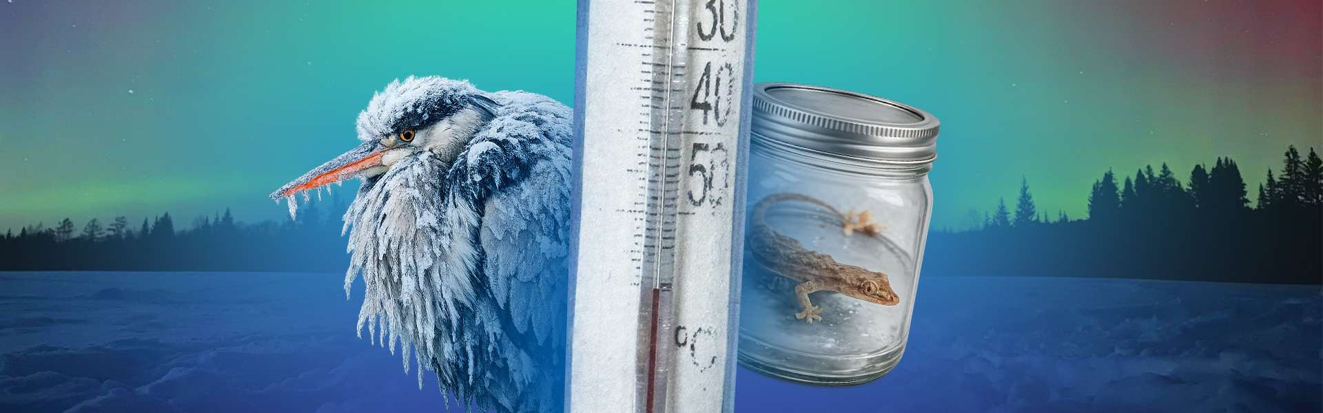 События морозной недели: полярное сияние, фейк про увольнение из-за юбки и спасение цапли