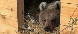 Трое из Усть-Кута, братчанка и уралец: как живут пятеро медвежат в Сибирском зоопарке