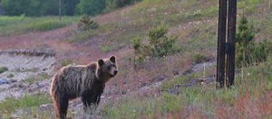 События недели: домашний медведь в Бодайбо, гадюка в Усть-Куте и приговор экс-мэру Тулуна