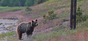 События недели: домашний медведь в Бодайбо, гадюка в Усть-Куте и приговор экс-мэру Тулуна
