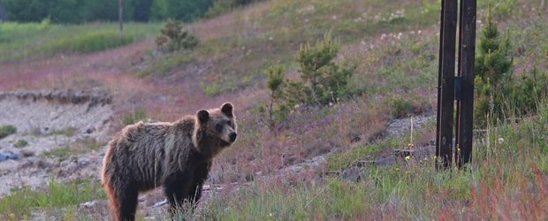 События недели: домашний медведь в Бодайбо, гадюка в Усть-Куте и приговор экс-мэру Тулуна