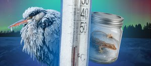 События морозной недели: полярное сияние, фейк про увольнение из-за юбки и спасение цапли