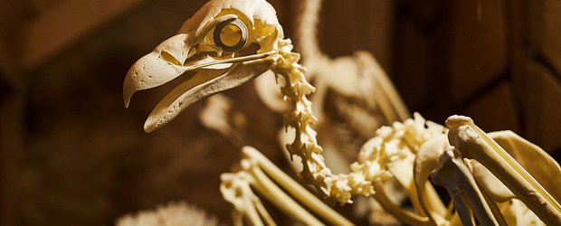 Яйцо древней птицы и окаменелые трилобиты: какие экспонаты можно увидеть в Иркутске?