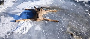 События недели: косуля на льду Байкала, Артур Пирожков и детеныши «буханок»