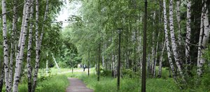 Благоустройство вместо застройки: дендропарк в Академгородке хотят передать в собственность города