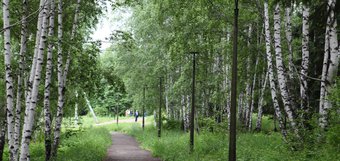 Благоустройство вместо застройки: дендропарк в Академгородке хотят передать в собственность города