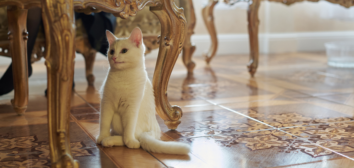 Как провести выходные: слушаем музыку под куполом звезд и смотрим на котиков