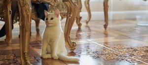 Как провести выходные: слушаем музыку под куполом звезд и смотрим на котиков