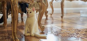 Как провести выходные: слушаем музыку под куполом звезд и смотрим на котиков