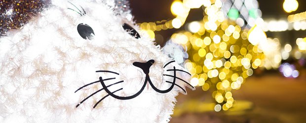 Как провести выходные: открываем ёлку в сквере Кирова