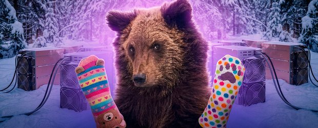 События недели: майнинговая ферма в лесу, кража 42 пар носков и одинокий медвежонок