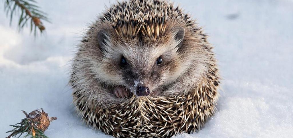 Как провести выходные: забег доверия, кофейная живопись и День ежа